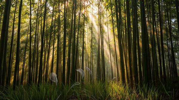Bamboozy : optez pour des solutions durables écologiques